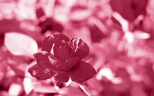 Red roses in the garden of red roses. Nature background. Trendy color of year 2023 - Viva Magenta