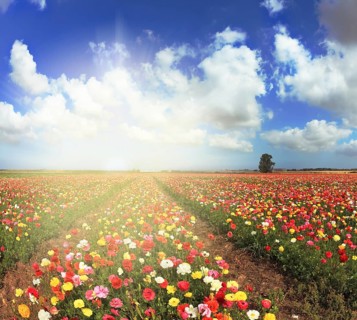 A lot of lovely blooming buttercups and shining clouds. Shining sharp rays of the sun illuminate