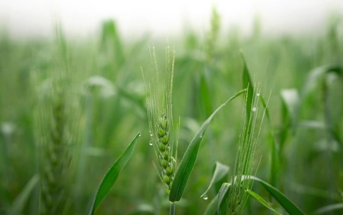 Close-up of young wheat plants glistening with morning dew. The soft light and shallow depth of