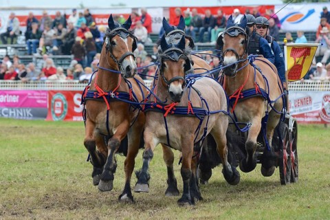 Cold-blooded horses as the titans of the race in Brück, Brandenburg