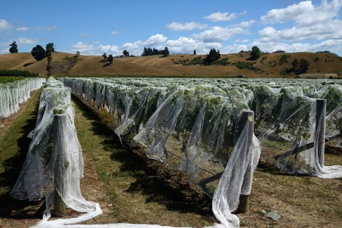 Netting covers a ripening grape crop at Marlborough, New Zealand