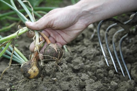 Onion harvest in a bed, hand holding an onion, garden, cottage garden Federal Republic of Germany
