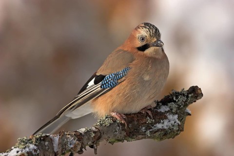Jay, European Jay, Jay, eurasian jay (Garrulus glandarius), Geai des chênes, Arrendajo Común,
