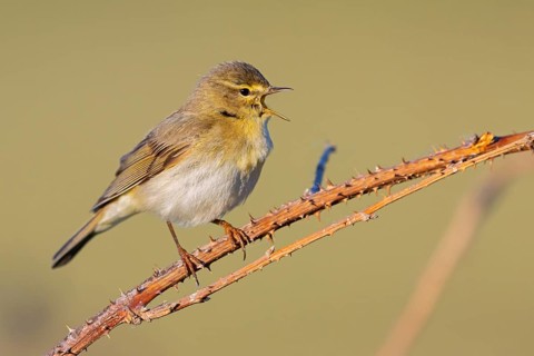 Willow Warbler, Willow Warbler, Phylloscopus trochilus, Pouillot fitis, Mosquitero Musical, Bad