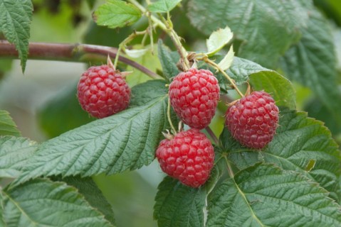 Raspberry (Rubus idaeus 'Himbotop'), Veitshöchheim, 81