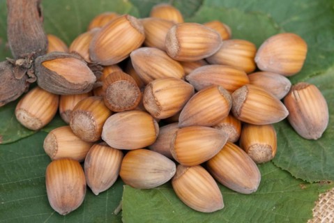 Hazelnut (Corylus 'Samsun'), Laußnitz, 81