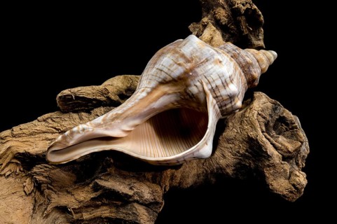 A beautiful conch shell Trapezium fascilarium resting on a piece of weathered driftwood, isolated