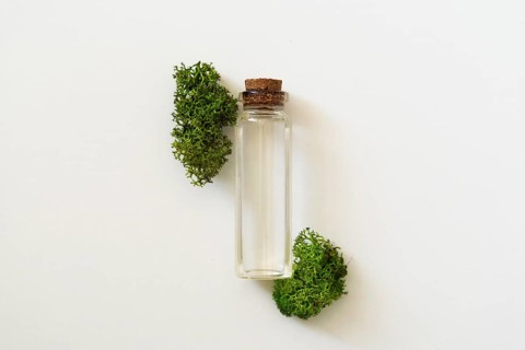 Sea moss personal care. Glass cork bottle with transparent serum and sea moss on white background.