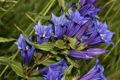 Swallow-root gentian (Gentiana asclepiadea)