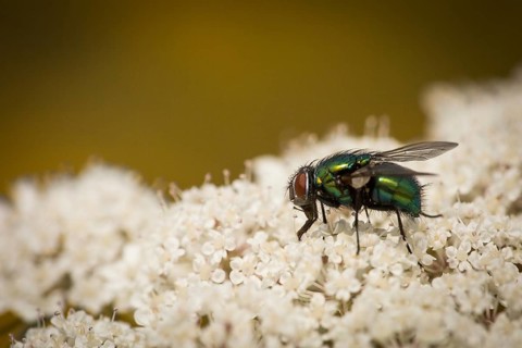 Shiny fly