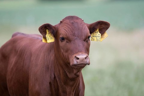 Red cattle calf
