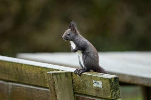 Squirrel (Sciurus vulgaris)