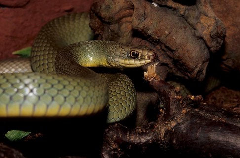 Smooth snake (Coluber constrictor)