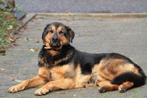 Shepherd crossbreed (canis lupus familiaris)