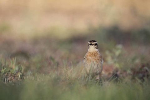 Whinchat in Punta Prima, Menorca