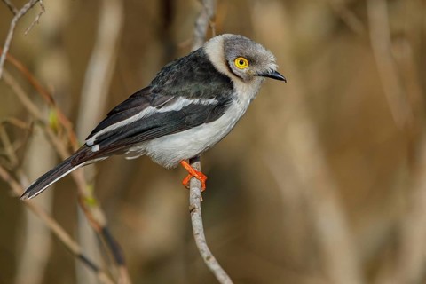 White-fronted shrike, (Prionops plumata), wanga shrike, passerine birds, Africa, Mkuze Game