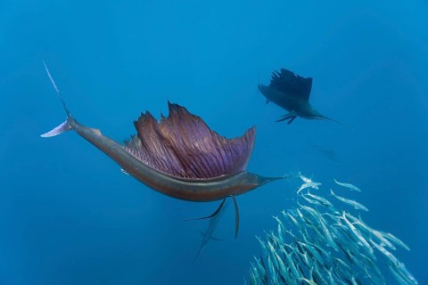 Atlantic sailfish, Istiophorus albicans, Isla Mujeres, Yucatan Peninsula, Caribbean, Mexico