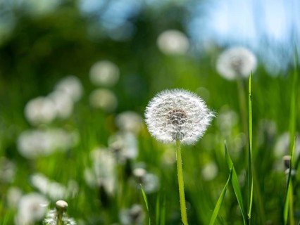 Dandelion (Taraxacum), dandelions, in a meadow, Offenbach am Main, Hesse, Germany