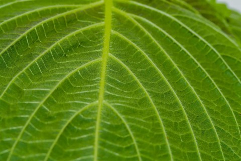 Closeup of leaf of Sesame plant (Sesamum indicum) with view of stem with smaller veins branching