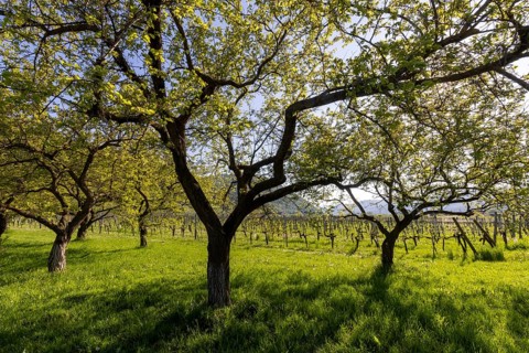 Apricot mile, orchard with apricot and apple trees, Rossatz, Wachau, Lower Austria, Austria