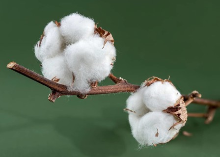A close-up of cotton bolls on a branch, showcasing the fluffy white fibers and brown seed casings