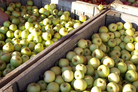 Wooden crates filled with apples during apple harvest season