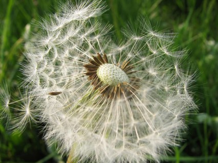 Common dandelion - dandelion - taraxacum
