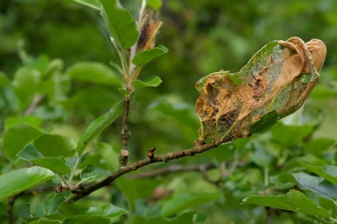 Web of codling moth caterpillar, larva, caterpillar, codling moth (Cydia pomonella), pest, fruit