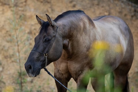 Portrait of a Quarter Horse on a halter, Austria