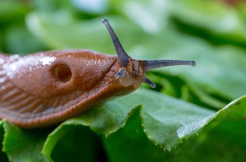 A slug in the garden eats a lettuce leaf. Snail plague in the garden Austria