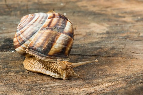 Snail on tree bark. Studio shot