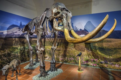 Skeleton of the woolly mammoth (Mammuts primigenius), exhibition Eiszeit Safari Allgäu in the