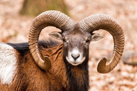 Aries