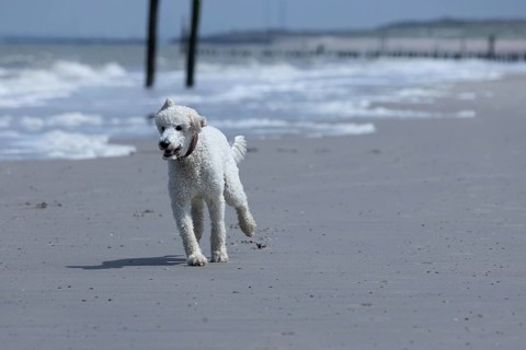 White dog, poodle, running happily along the beach, Groede, Zeeland, Netherlands