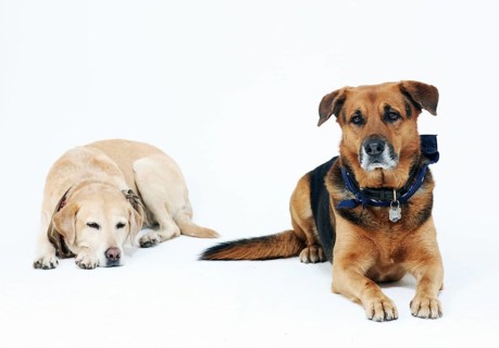 2 dogs in a photo studio