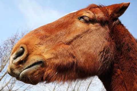 Potrait of a horse