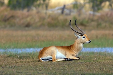 Red hartebeest (Kobus leche) ml, Okavango Delta, Botswana, Okavando Delta, Botswana