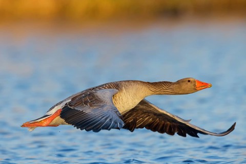 Greylag goose, Anser Anser, flight photo, lateral, flight photo, Wagbachniederung,