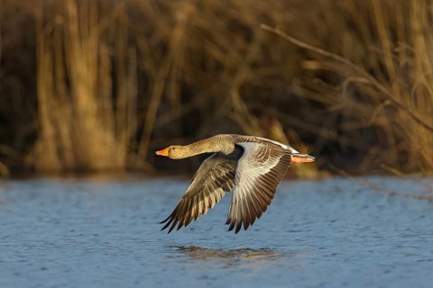 Greylag goose, Anser Anser, flight photo, lateral, Wagbachniederung, Wagh‰usl, Baden-W¸rttemberg,
