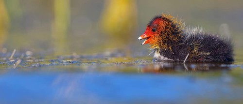 Eurasian Coot, coot, coot rail, black coot, (Fulica atra), chick, Hides de El Taray / Floating Hid,