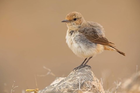 Arabian wheatear, Arabian wheatear, (Oenanthe lugentoide, Middle East, Oman, female, Jabal Samhan,