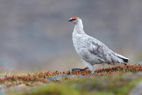 Rock ptarmigan, Svalbard Rock ptarmigan, Ptarmigan, (Lagopus mutus), Lagopus muta hyperbore), male,