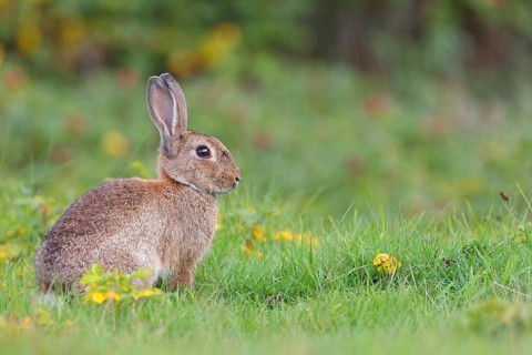 European rabbit (Oryctolagus cuniculus), European rabbit, common rabbit, conejo común, conejo