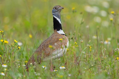 Little bustard (Tetrax tetrax) Outarde canepetière, Sisón Común, Hides De Calera / Great Bustard,