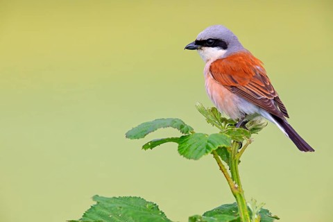 Red-backed shrike (Lanius collurio), Pie-griËche Ècorcheur, AlcaudÛn Dorsirrojo, Spider, spider,