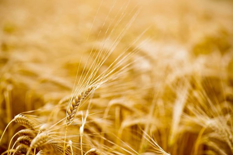 Ripe grain in the sunny summer field