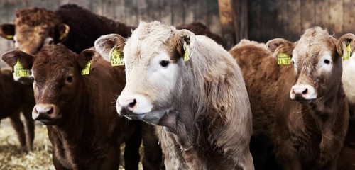 Calves in a barn