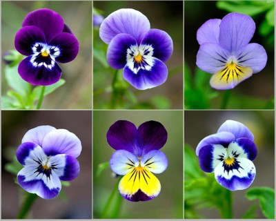 Collage of violets