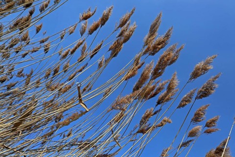 Reed fronds