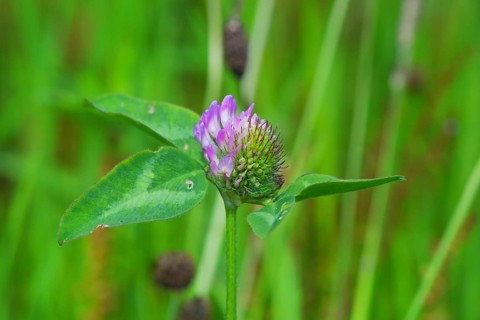 Purple clover flower in the grass field